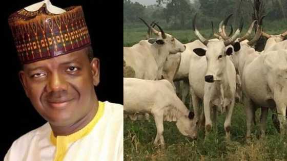 Eid-el-Kabir: How we distributed over 5000 rams, 993 cows to people - Zamafar govt