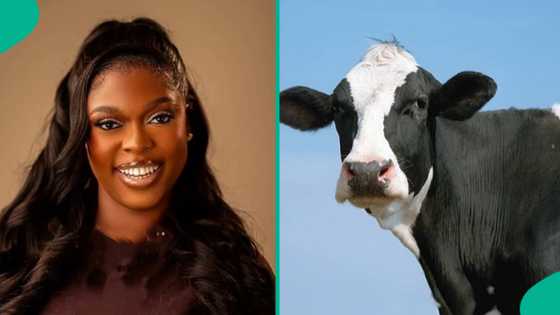 Lady who thought cows were sold for N300k cries out after hearing real price of 1: "I didn't know"