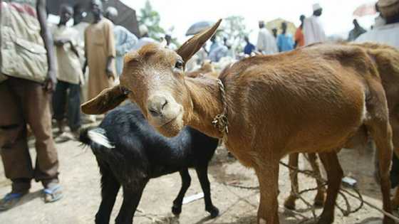 Kotu ta yanke wa tireda ɗaurin zaman gidan yari saboda satar akuya a Jos