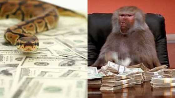 Tururuwa, Maciji, Biri Da Wasu Jerin Dabbobi Da Aka Taba Zarga Da Wawure Miliyoyin Nairori