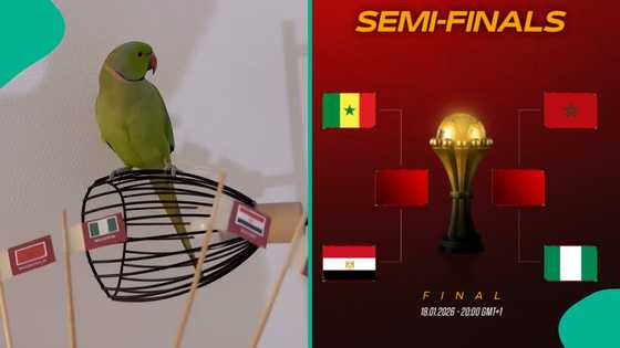 AFCON 2025: Parrot with '100% success rate' goes viral after predicting finalists
