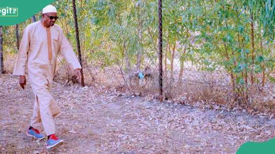 From Aso Villa to Daura Farm: Shehu shares Buhari's "new job" 100 days after leaving presidency