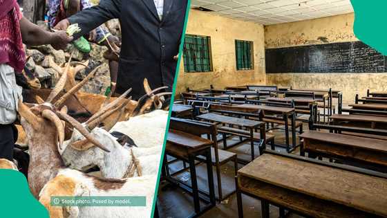 Stakeholders question school closures in Kwara South as cattle markets linked to bandits reopen