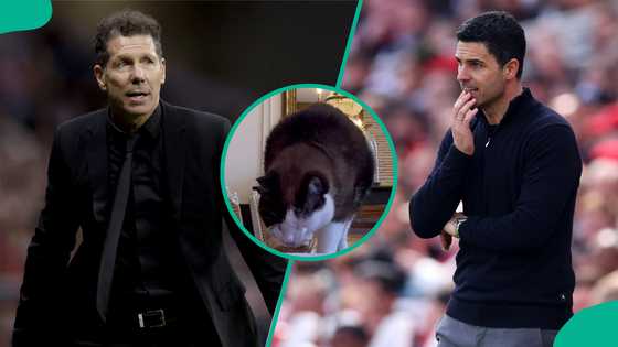 UEFA Champions League: Mysterious cat predicts Atletico Madrid vs Arsenal