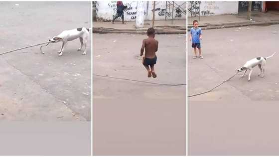 "I have seen this dog somewhere": Video of white puppy helping boy to skip rope goes viral, stirs reactions