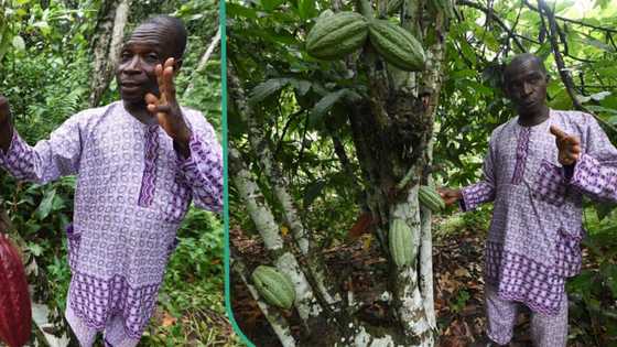 "The economy is favouring you": Nigerian family reportedly sell plenty cocoa, make N10m from it