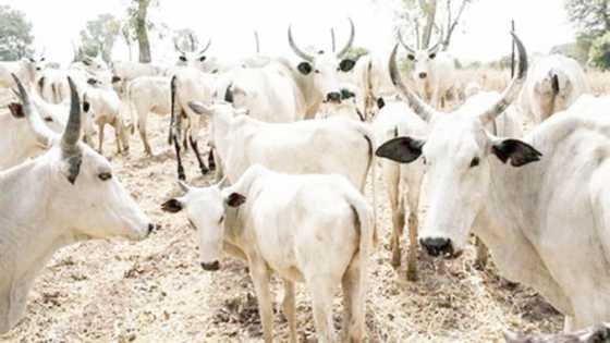 Sokoto: 'Yan bindiga sun sace shanu yayin da suka kai hari wurin kiwonsu kusa da filin jirgi