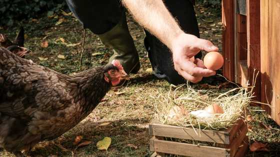 Comment savoir si un oeuf est périmé : apprenez à le reconnaître