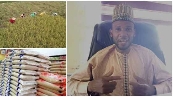 35-year-old Nigerian man who started rice company with N20k employs friends who mocked him
