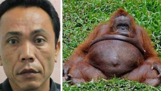 Wa'iyazubillahi: An kama ma'aikacin gidan Zoo yayi zina da macen gwaggon biri har ya kai ga yi mata ciki