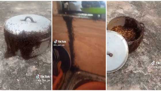 "This is pure witchcraft": Nigerian lady shares shocking video of plenty ants she saw in her pot of rice