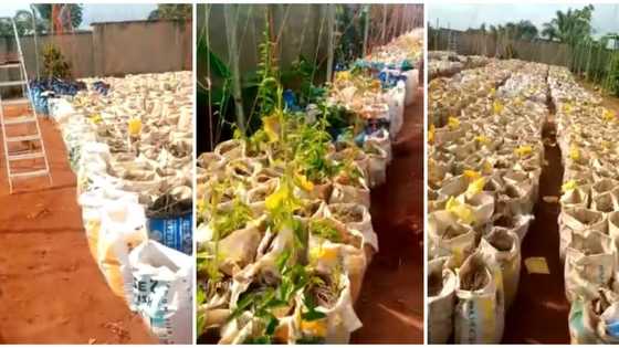 Nigerian man plants 4000 yam seedlings in sack bags, shows off his progress in new video, surprises people