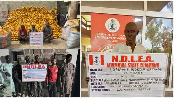 NDLEA nabs 75-year-old grandpa with tons of Illicit drug in top northern state