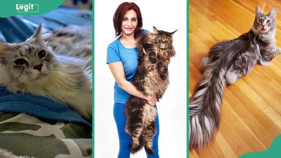 What's the world record largest Maine Coon cat? 8 biggest domestic felines on record