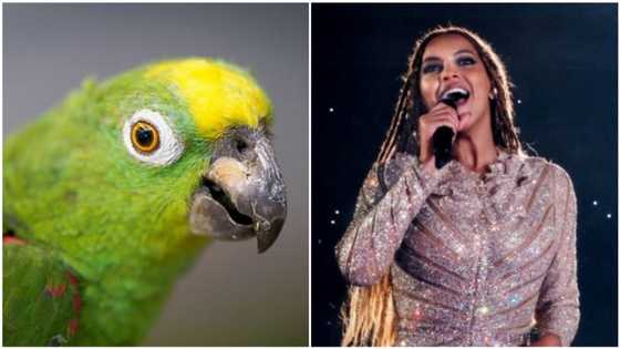 Parrot becomes instant celeb, breaks the internet after singing this popular Beyonce song (video)