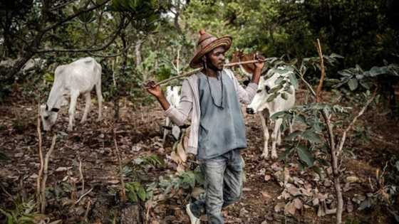 We’re coming after you - Northern group sends strong message to herdsmen