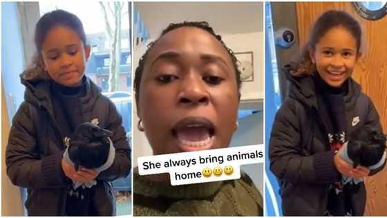 "I'm afraid of it": Woman living abroad shouts in fear as kid brings home strange black bird, video goes viral
