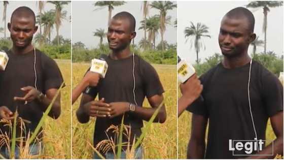 How I made N1m from rice and cassava in 1 year - 29-year-old farmer reveals as he urges Nigerian youths to embrace agriculture