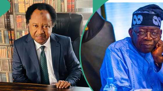 "Source of acrimony": Shehu Sani reacts as Tinubu creates ministry of livestock development