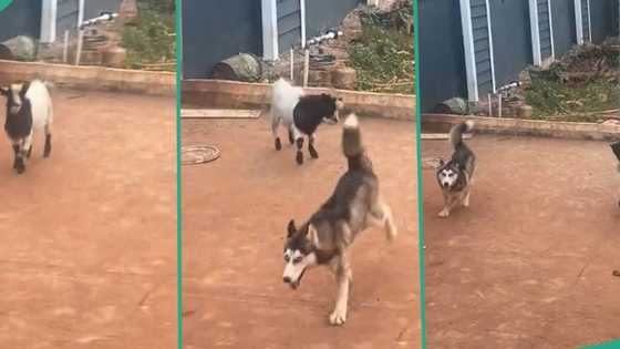 "Best friends for life": Man shares video of his goat playing excitedly with his pet dog