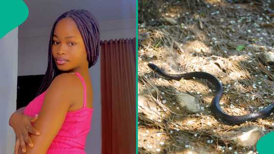Lady narrates how she survived snakebite years ago, mentions what herbalist used for her treatment