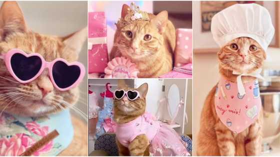 Meet superstar cat who leads a lavish life, wears designers, has thousands of followers on social media