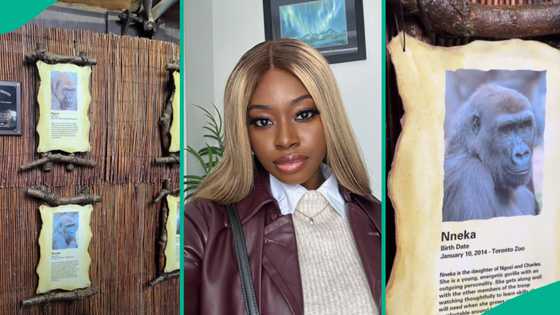 Lady overseas amazed after finding gorillas named 'Ngozi' and 'Nneka' at Toronto zoo, video trends