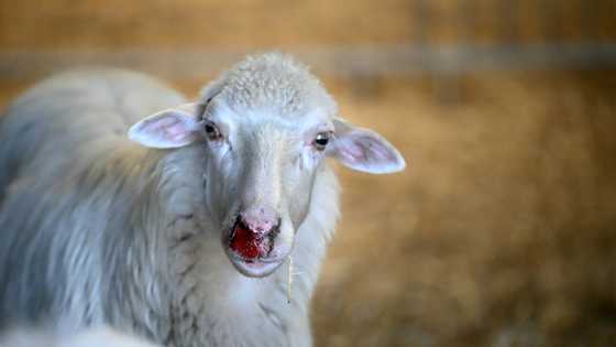 Sardinia's sheep farmers battle bluetongue as climate warms