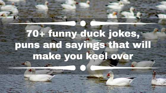 70+ funny duck jokes, puns and sayings that will make you keel over