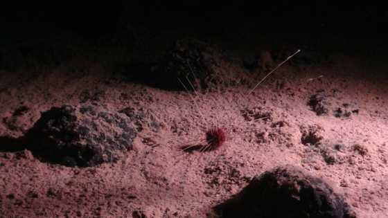 'Dark oxygen': a deep-sea discovery that has split scientists
