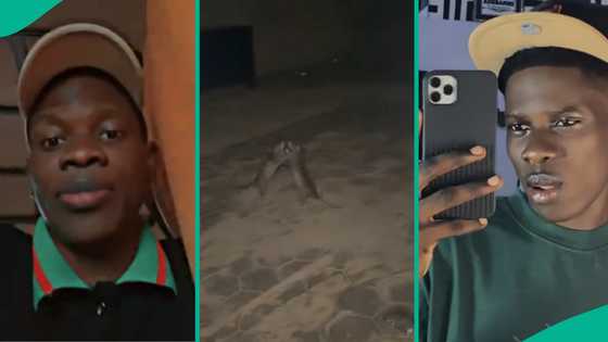 Man who heard weird noise at night at back of his room shares what he found 2 rats doing: "Scary"