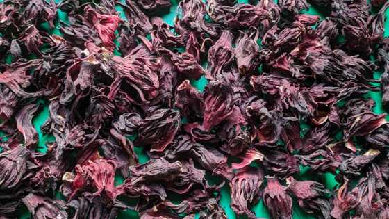 Madallah: Wata jami'a a Najeriya ta gano yadda ake sarrafa zobo domin yaki da cutar korona