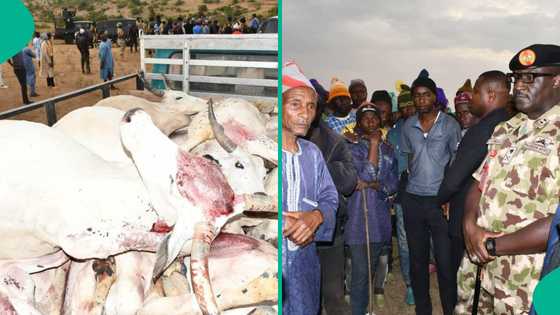 Bayan kashe mutane, ana zargin an saka wa shanu 32 guba a Filato