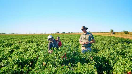 Zimbabwe's farmers push on as land grab compensation flounders