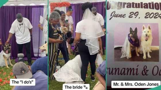 Two dogs wed in church with real minister, DJ and guests, video from the wedding amaze many people