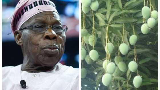 Madalla: Obasanjo zai dauki sama da mutane 1, 000 aiki a wata babbar gonarsa