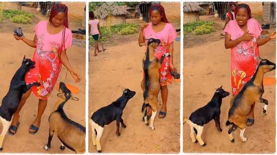 "You must be their senior sister": Lady who has many goats plays with them like human beings, video goes viral