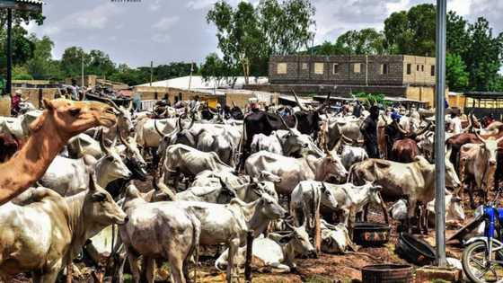 Miliyan 1 Na Ke Ware Wa Jami'an Kan Hanya Yayin Jigilar Shanu Daga Arewa Zuwa Kudu, In Ji Isiaka