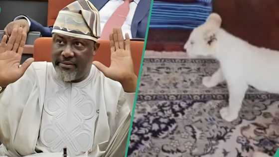 "Pls, it is coming": Dino Melaye begs as Lion cub approaches him at friend's house, video goes viral