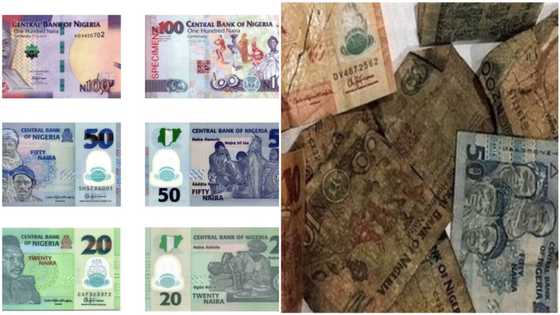 CBN issues strong punishments for those abusing naira notes (see full list)