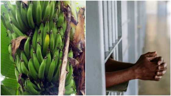 Nigerians react as Uyo landlord arrests all tenants over missing plantain in his house