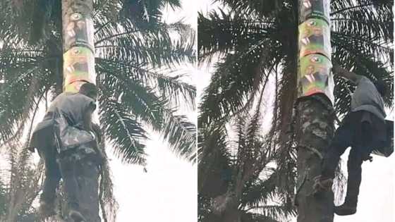 2023 Elections: Man Goes Extra Mile to Climb Palm Tree to Paste Peter Obi’s Posters