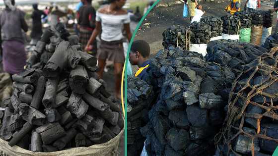 Anger as gov't announces total ban on cooking charcoal production, gives reasons