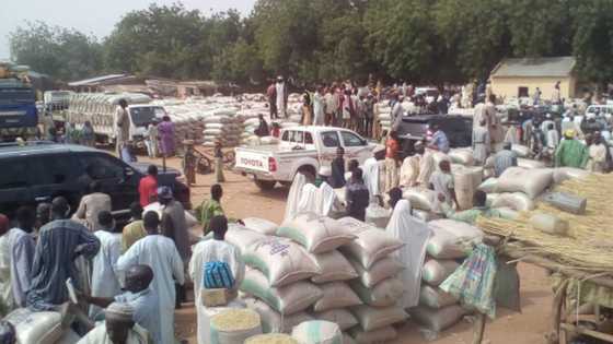 Price of rice reduces as new rice floods Katsina markets