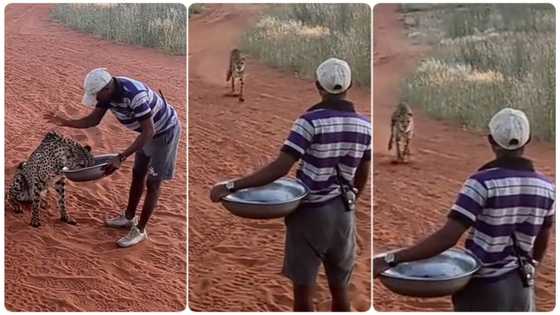"The way he snapped into that bowl": Man commands cheetah, feeds it as cameraman films on tree