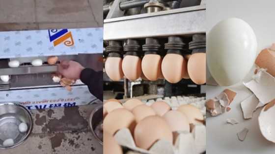 Technology wey dey burst brain: Reactions as Oyinbo people invent machine that can peel 10 eggs in seconds