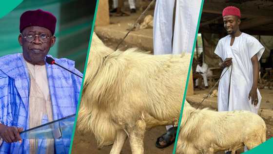 Matashi ya saya wa Tinubu ragon layya, ya yi wa mamar shugaban kasa mai suna