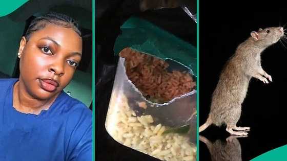 Newly employed nurse cries out as rat eats her food at hospital where she works, video trends online