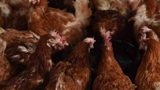 Toh fah: Wani mutum ya maka zakara a kotu