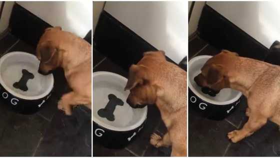 Hilarious video shows hungry dog as it tries without success to take bone from water, but it's only a picture